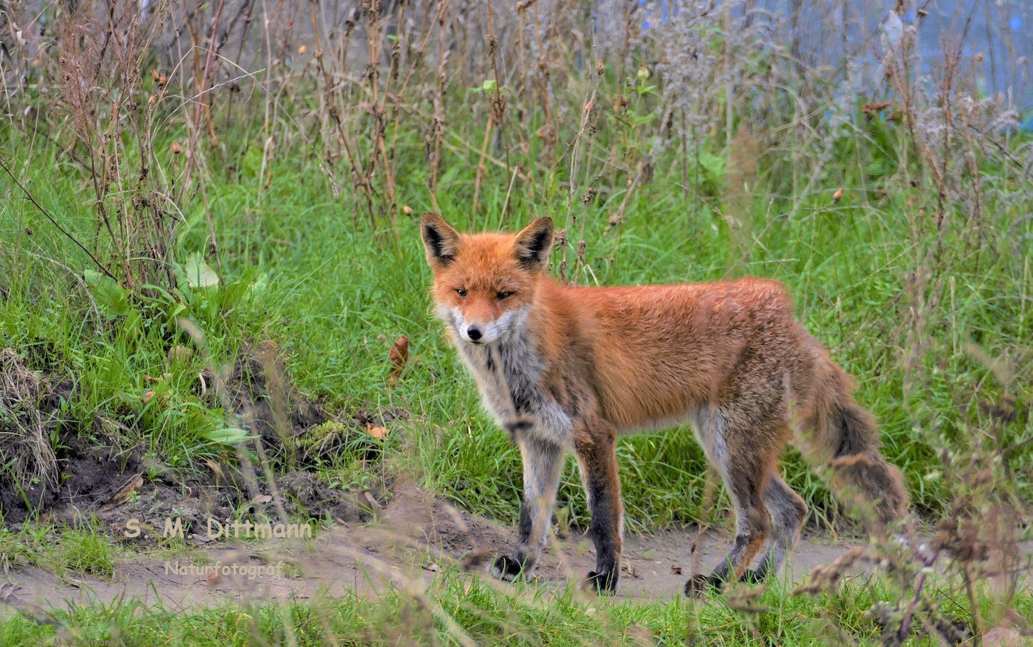 Der Dorffuchs