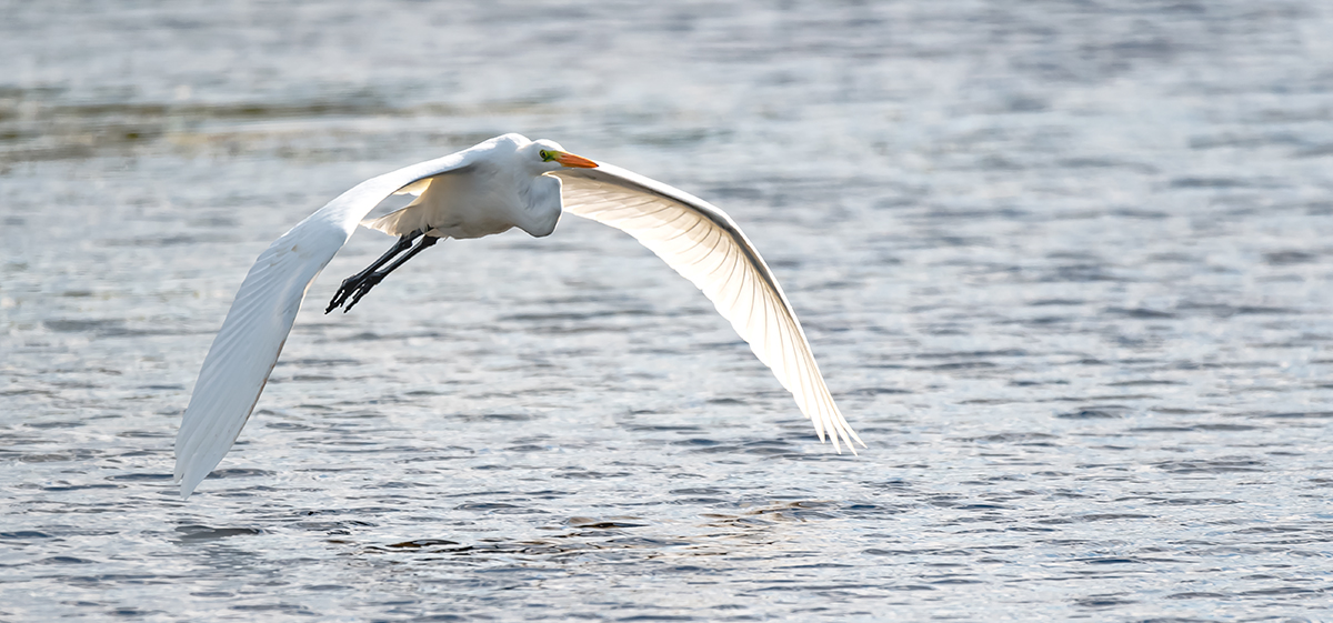 Silberreiher im Flug