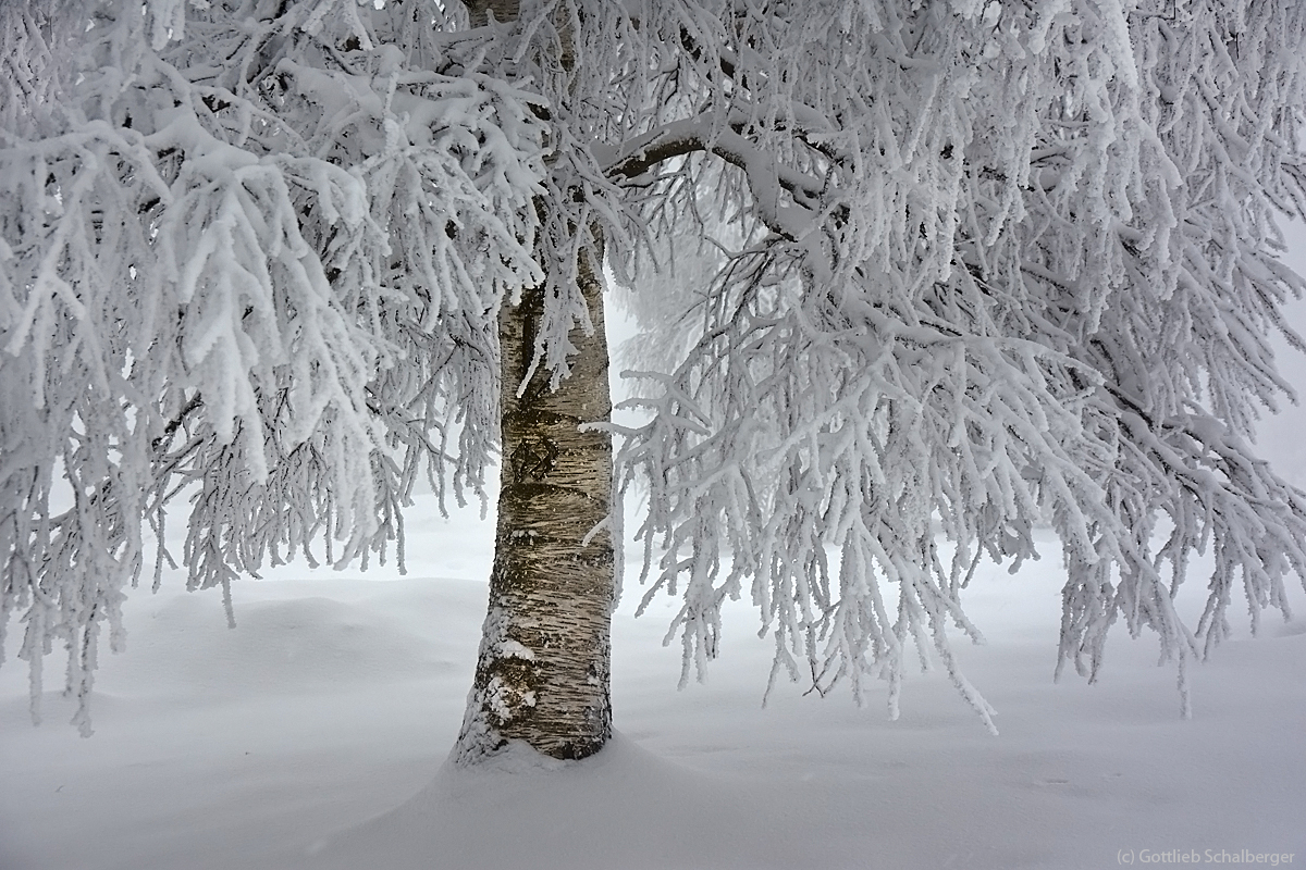Nebel, Frost und Einsamkeit