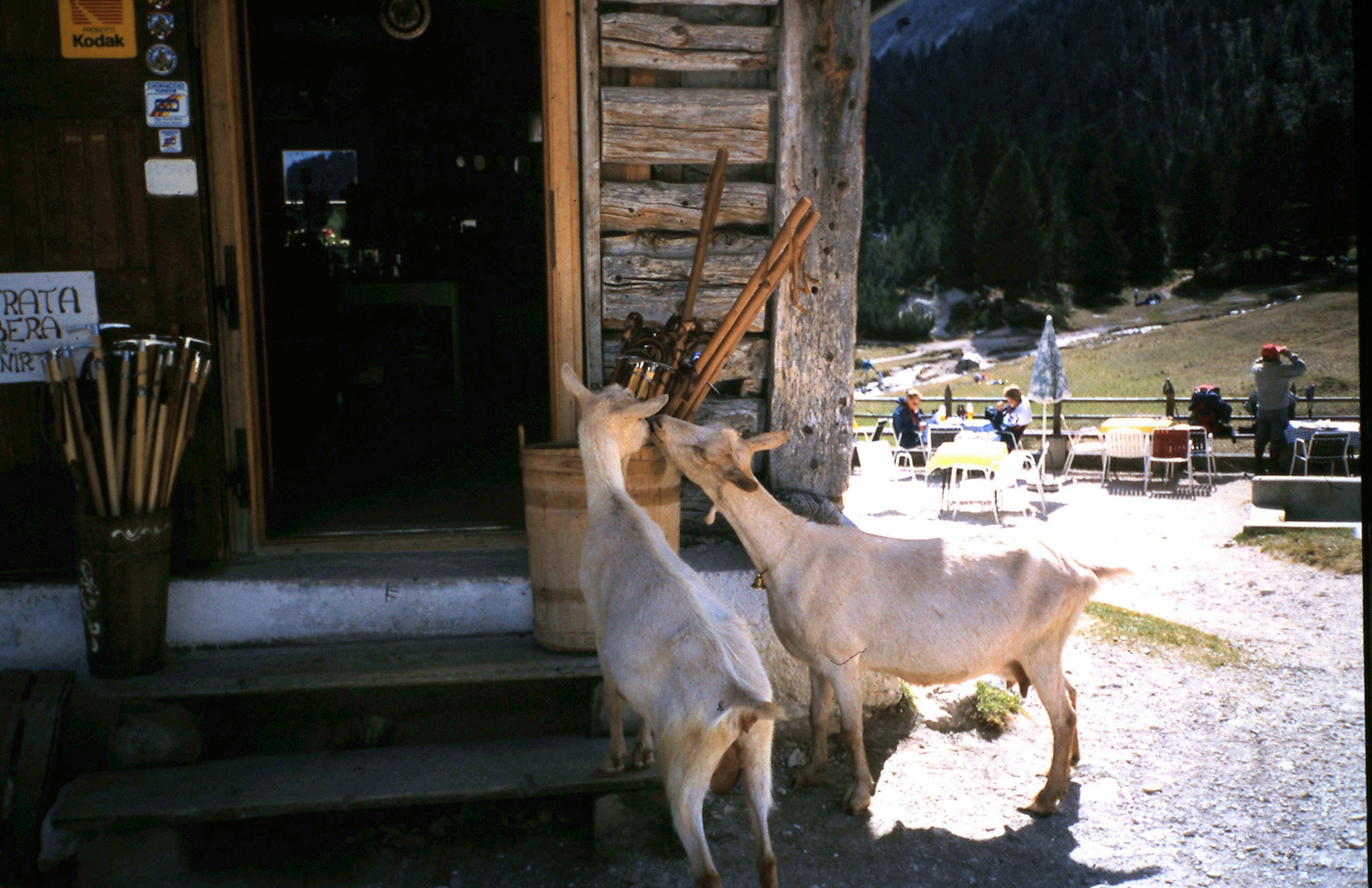Ziegen beim Shopen