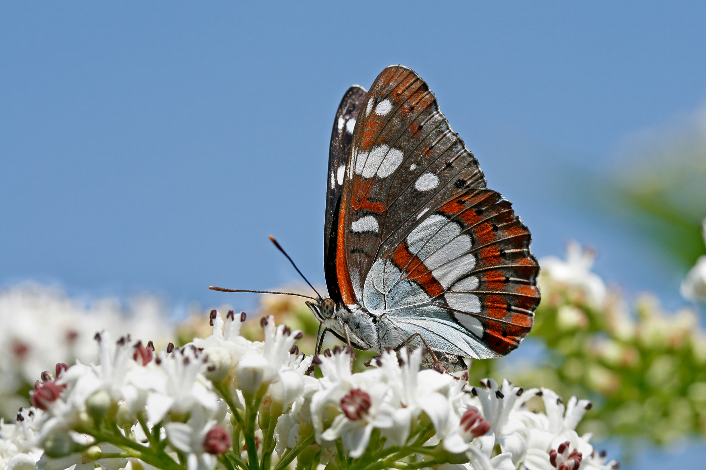 Blauschwarzer Eisvogel (Limenitis reducta)