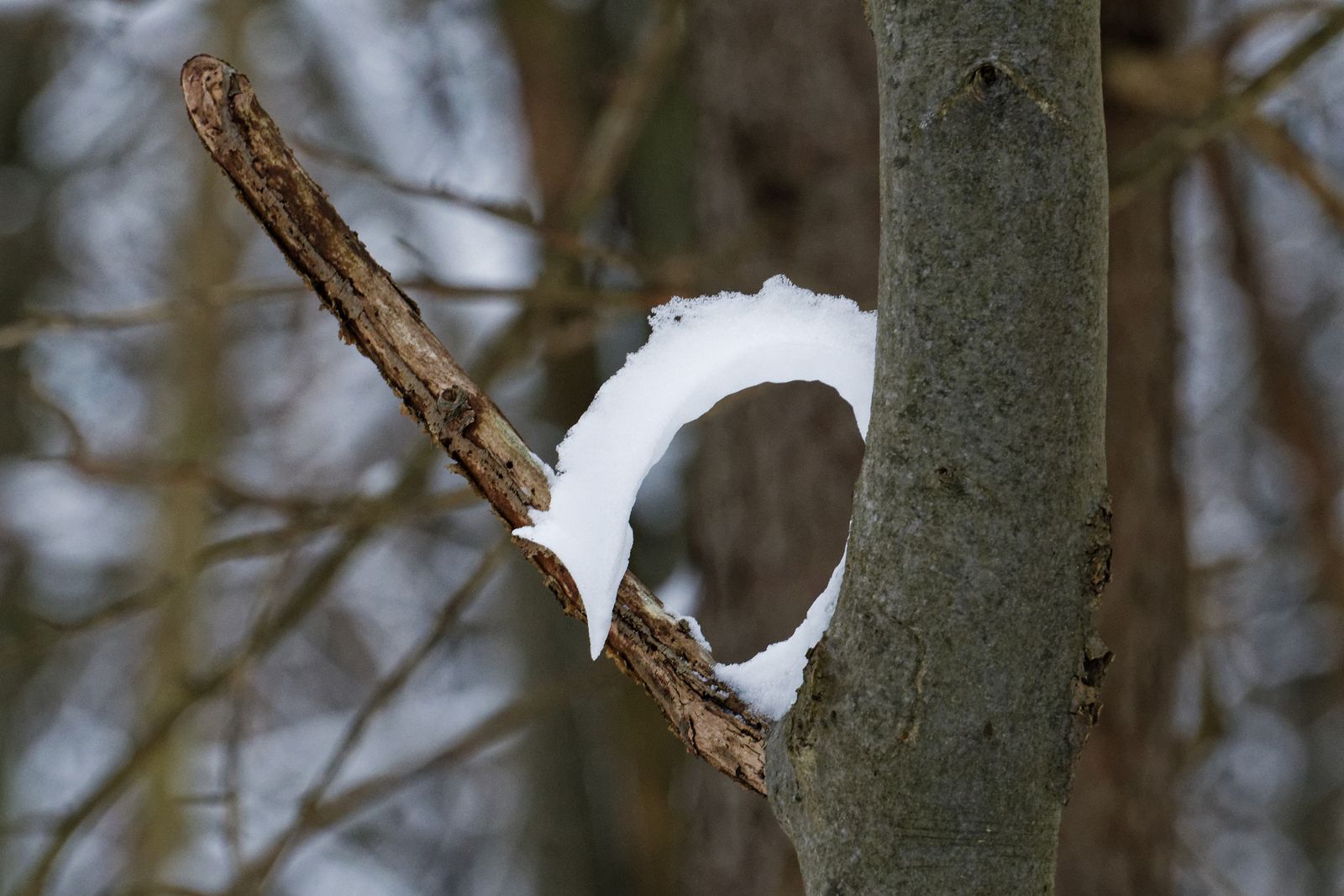 Schneefuchs