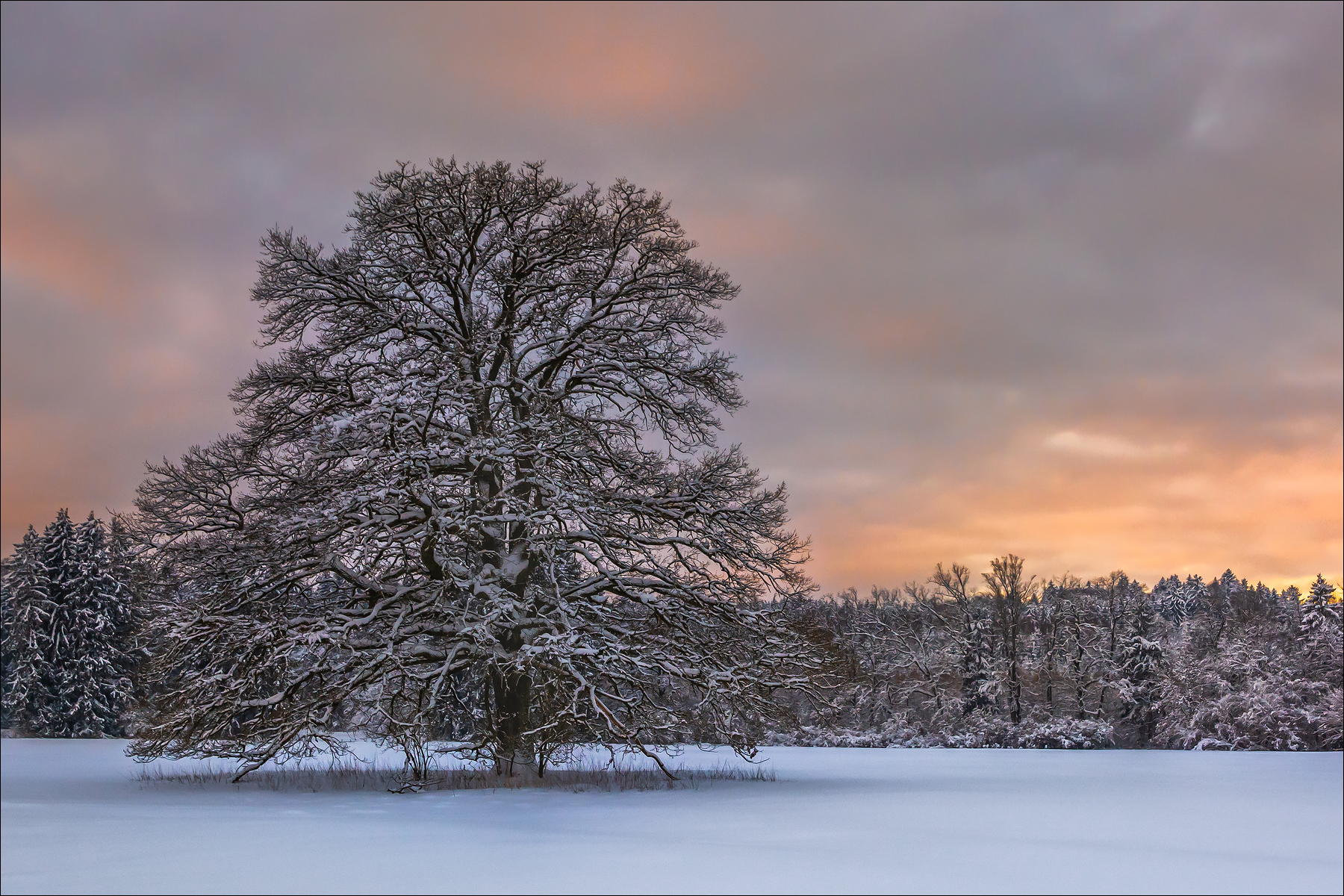 Winterbaum