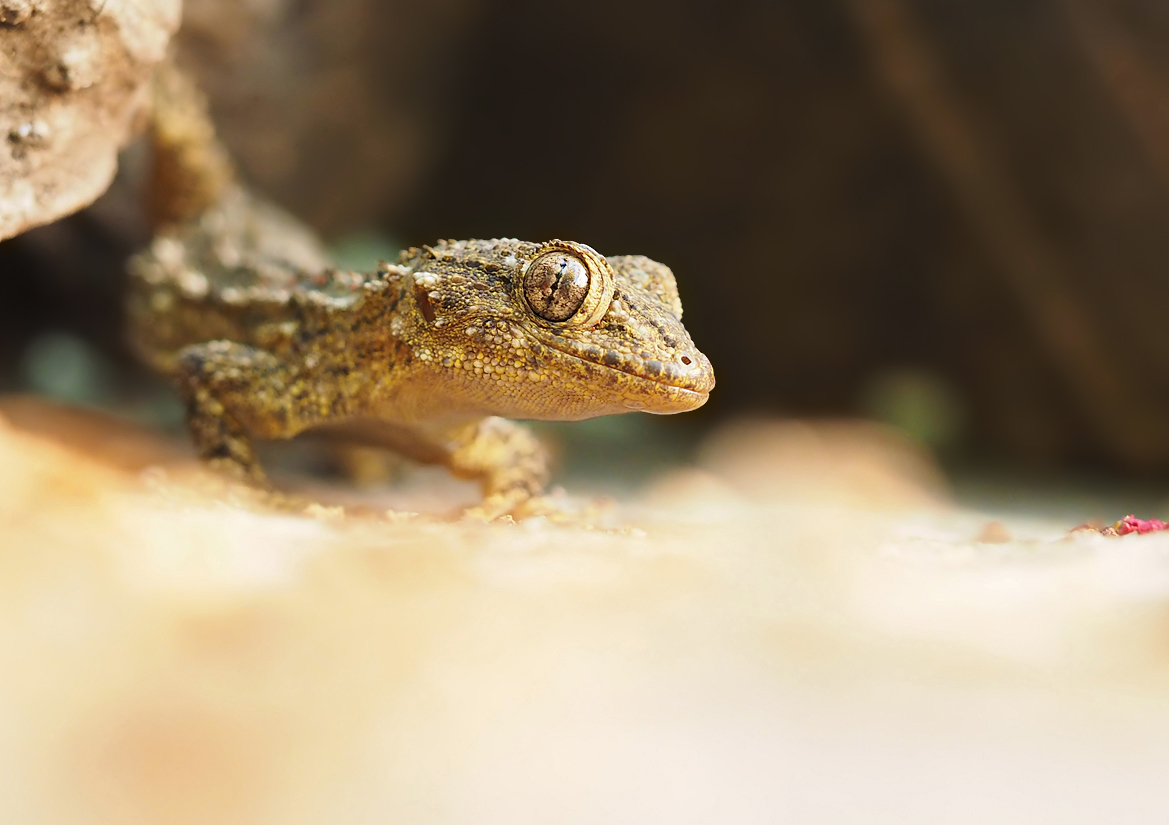 Neugieriger Gecko