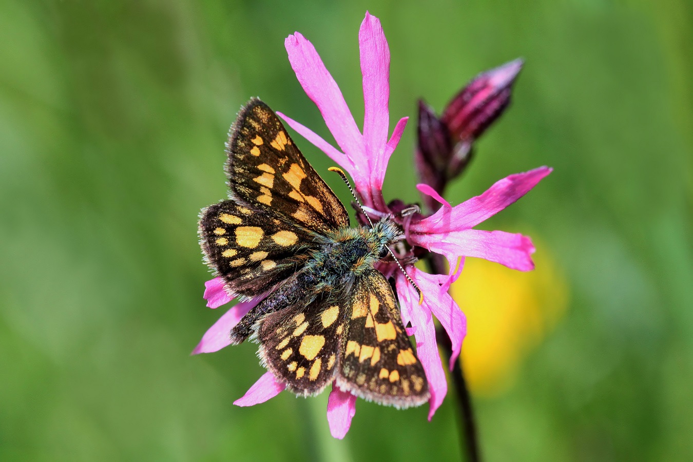 Carterocephalus palaemon