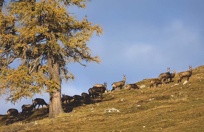 Gemsen in den Kärntner Bergen