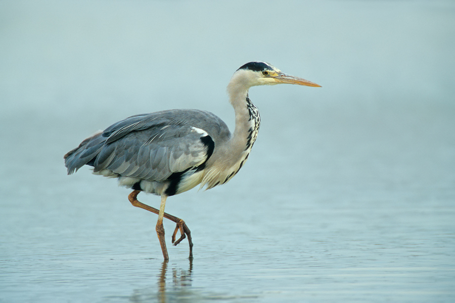 Graureiher (Ardea cinerea) 02