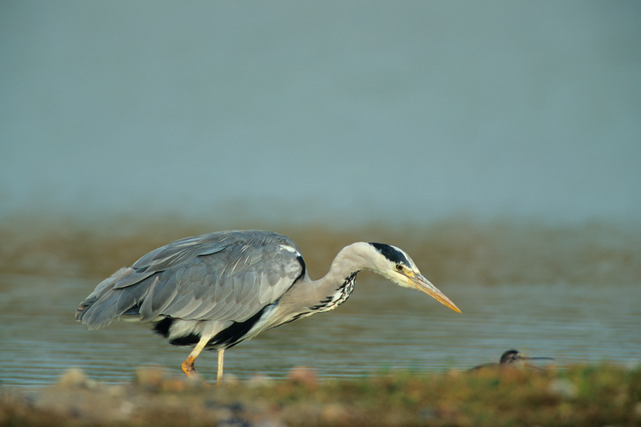 Graureiher (Ardea cinerea) 03