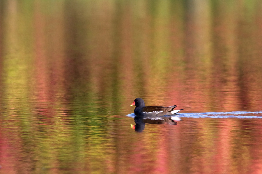 Teichhuhn in Herbstfarben