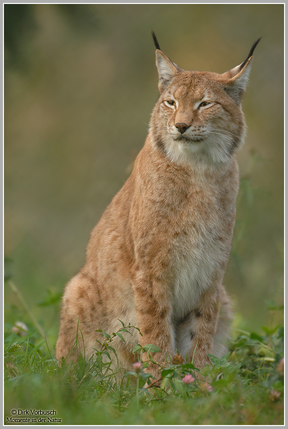 Luchs (Lynx lynx)