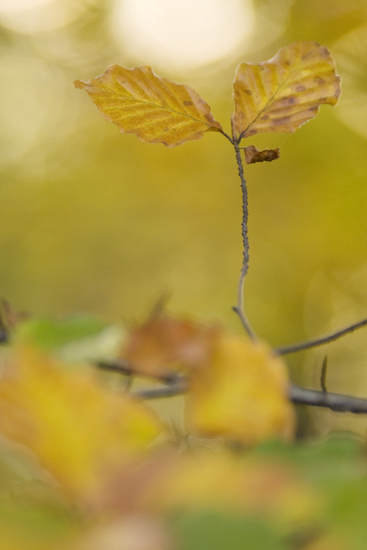 Herbst IV