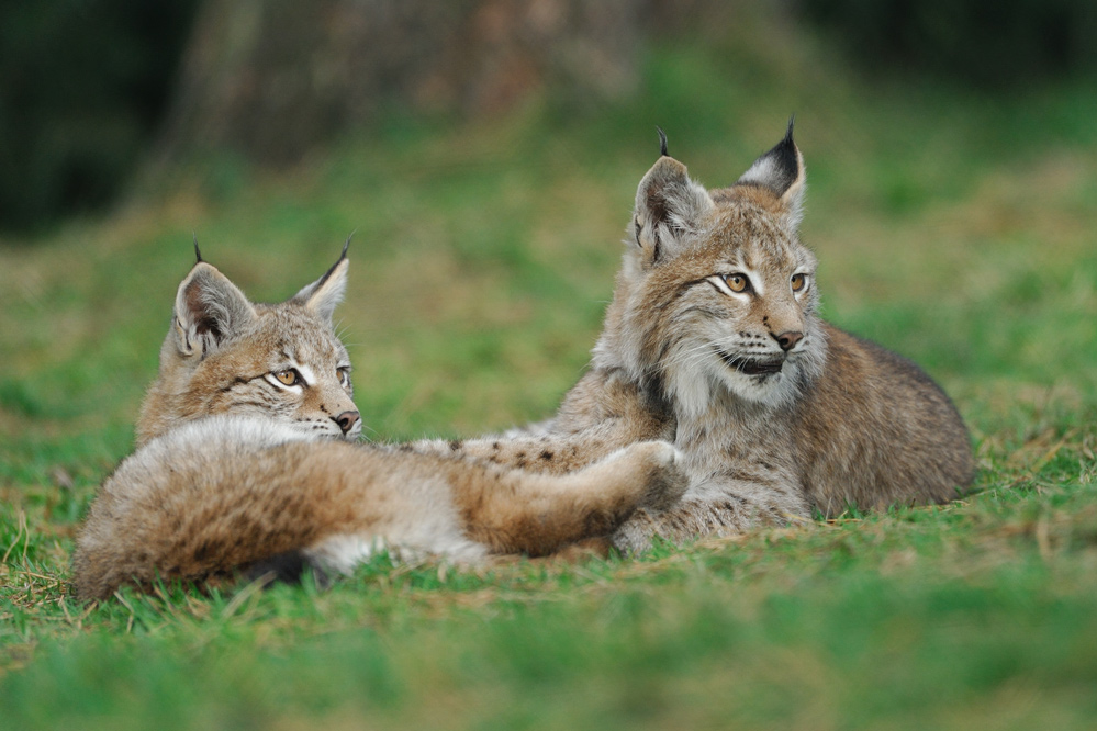 Luchs