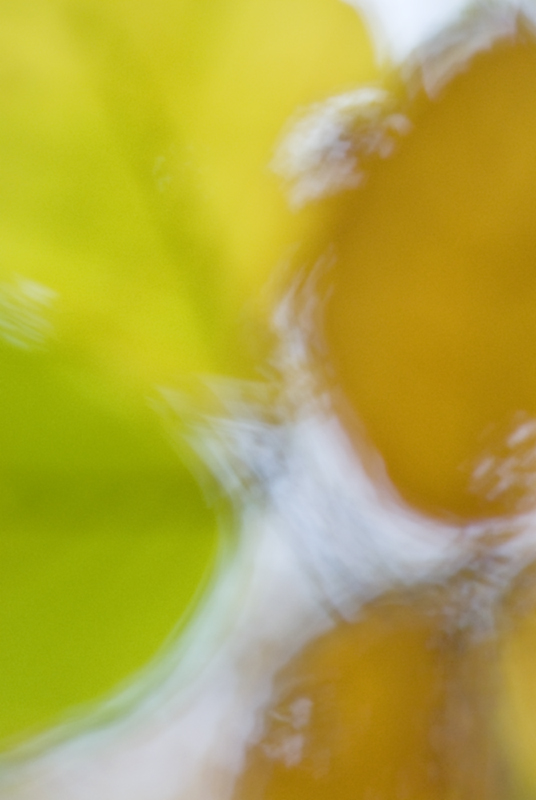 Herbst Abstrakt