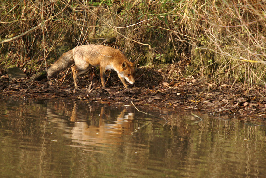 Fox on the run