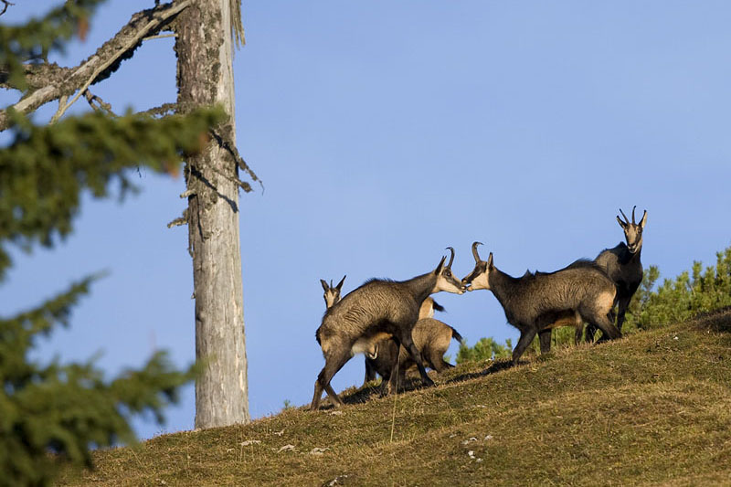 Gemsen in den Bergen Kärntens 3