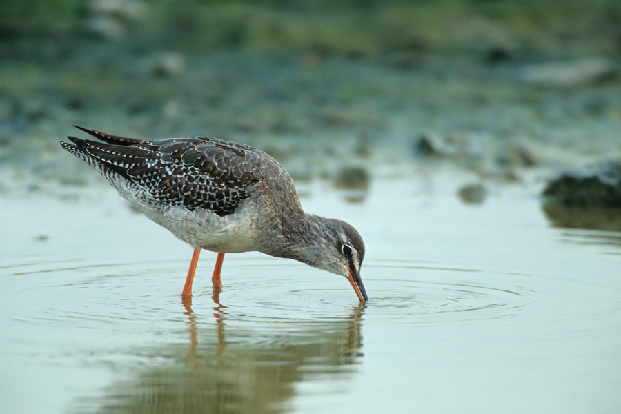 Dunkler Wasserläufer (Tringa erythropus)