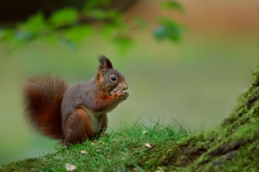 Eichhörnchen (Sciurus vulgaris)