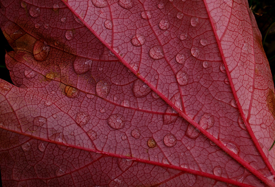 ~ Blatt ~
