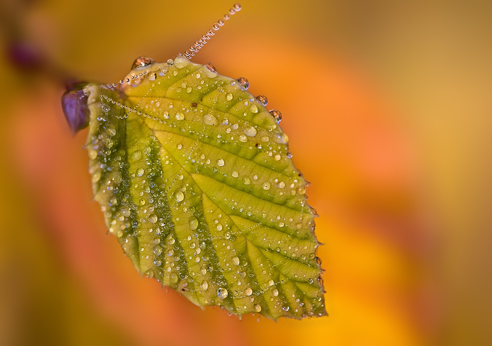 Perlender Herbsttraum (Forum für Naturfotografen)