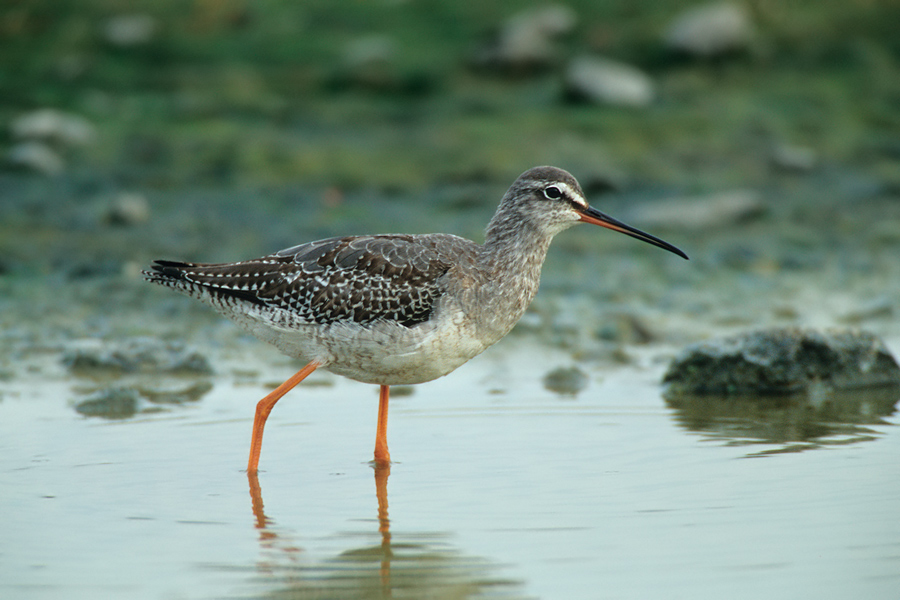 Dunkler Wasserläufer (Tringa erythropus) im Schlichtkleid II