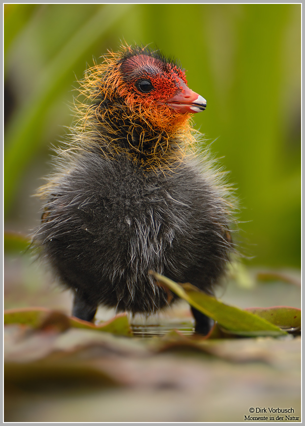 Blässhuhn (Fulica atra)