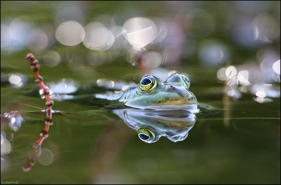 Auftauchen