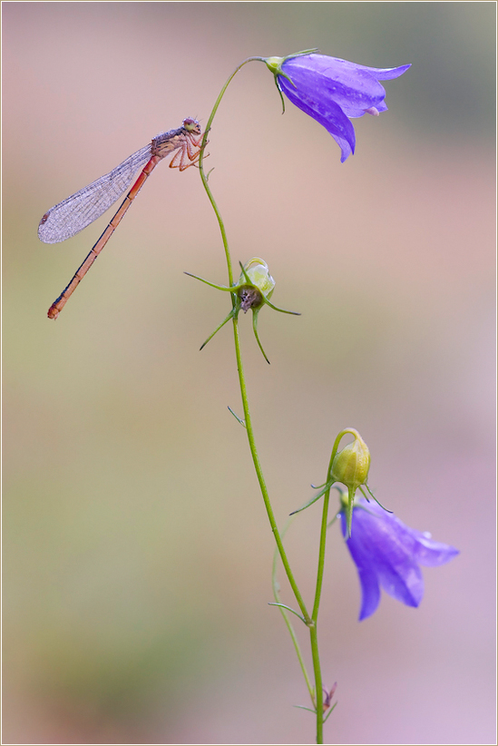 LungenenzianAmeisenbläuling (?) (Forum für Naturfotografen)
