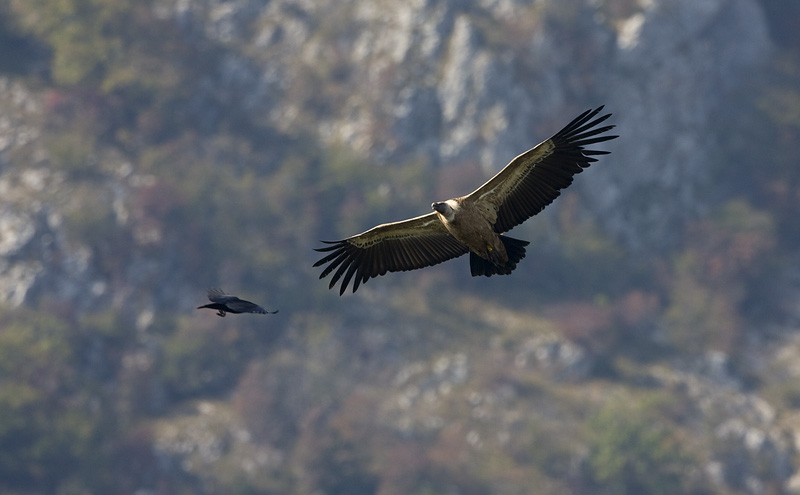 Kolkrabe und Gänsegeier