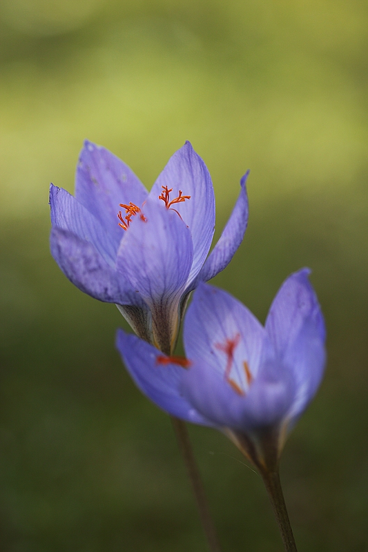 Safran (Crocus sativus)