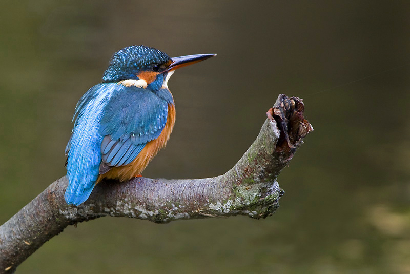 Eisvogel aus Brandenburg