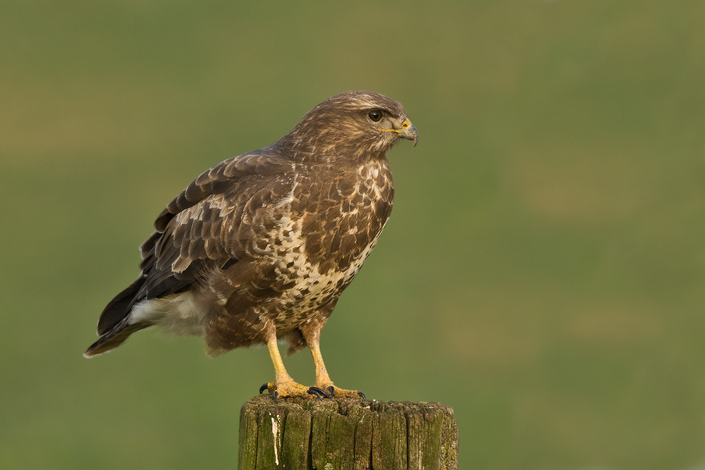 Mäusebussard