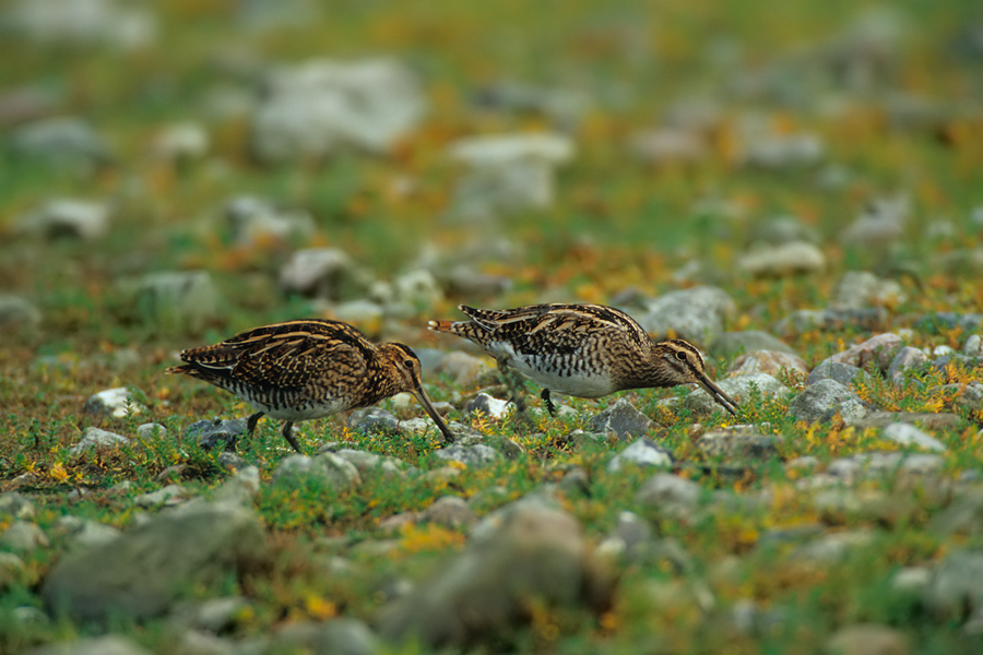 Bekassinen (Gallinago gallinago) bei der Nahrungssuche