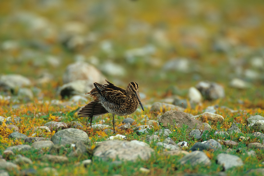 Bekassine (Gallinago gallinago) bei der Gymnastik