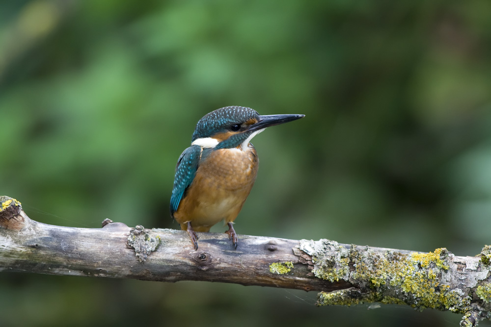 Eisvogel