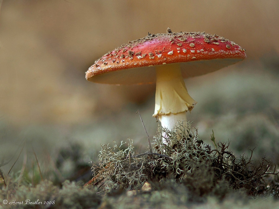 Noch ein Fliegenpilz