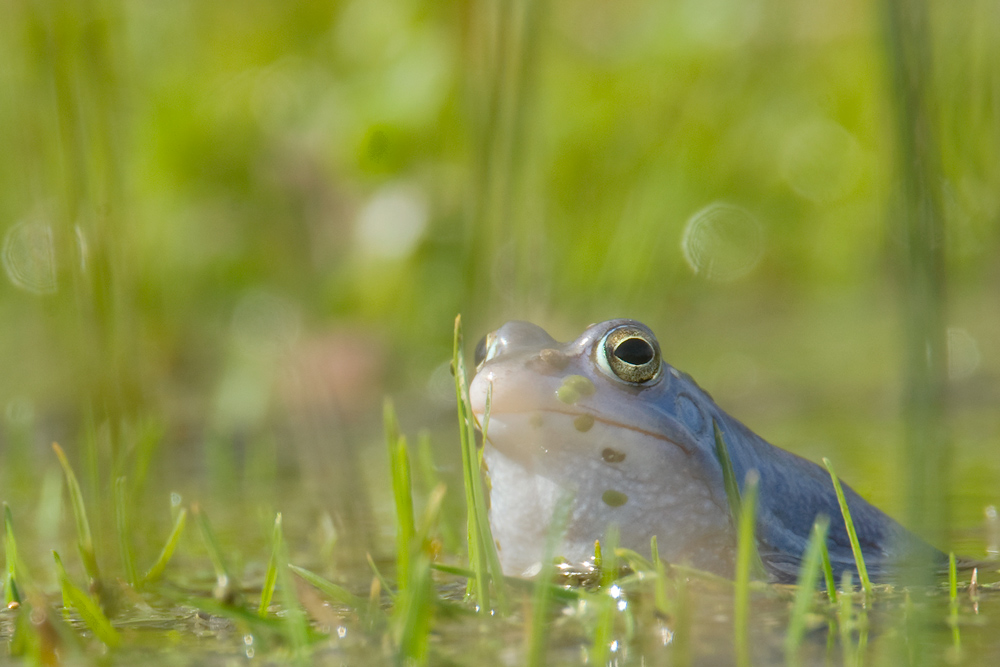 Moorfrosch *Rana arvalis*