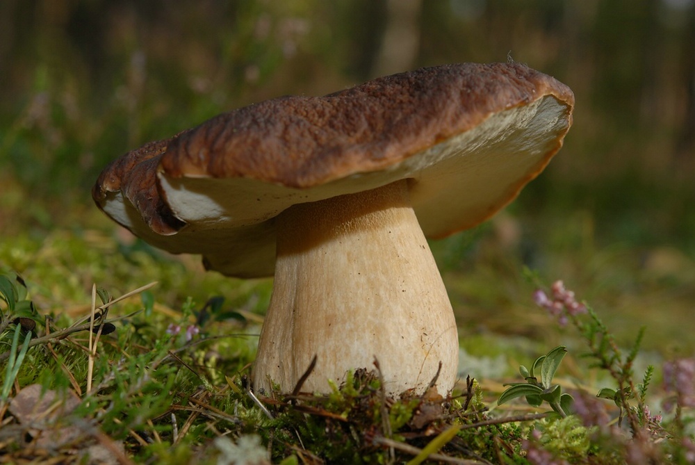 Steinpilz