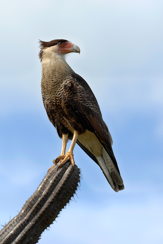 Schopfkarakara *Polyborus plancus* (Warawara)