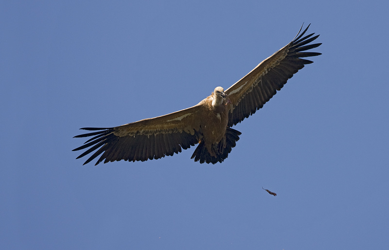 Gänsegeier 2