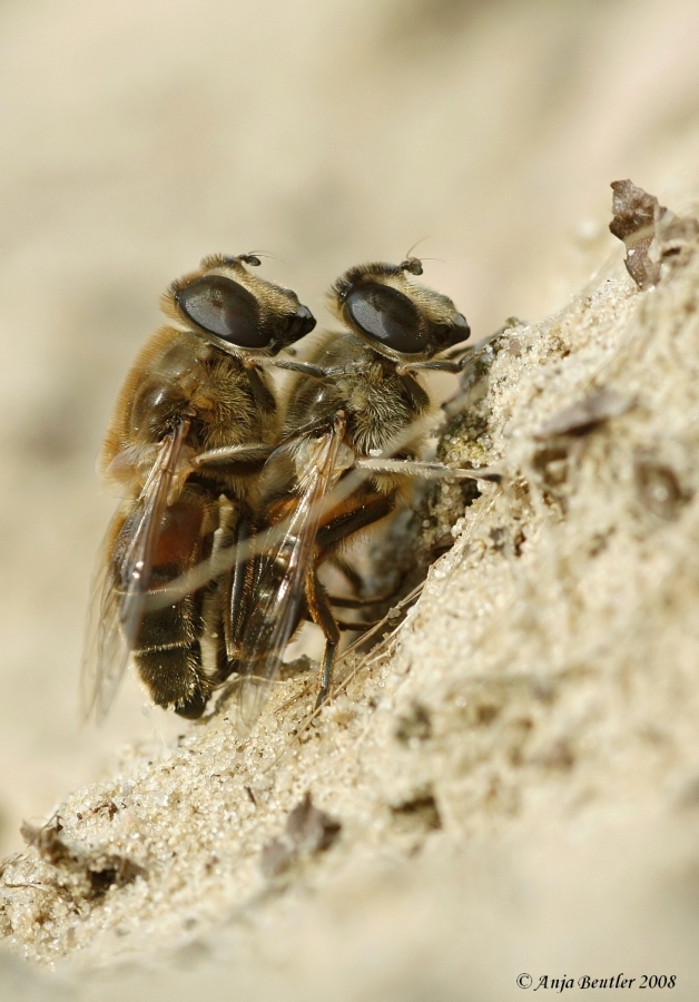 Schwebfliegenpaar
