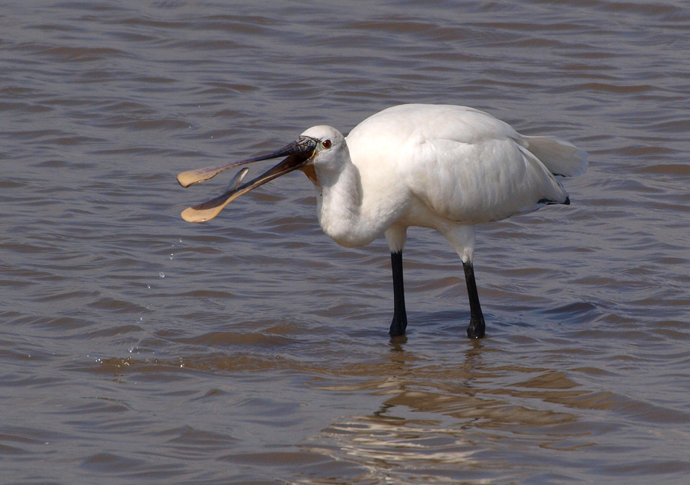 Löffler (Platalea Leucorodia)