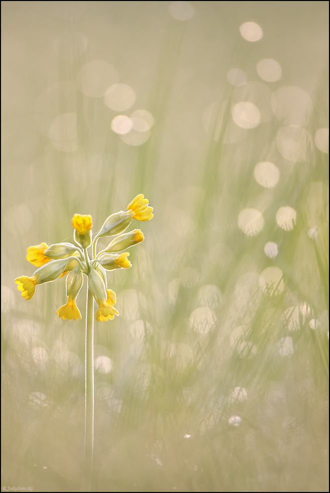 Schlüsselblume