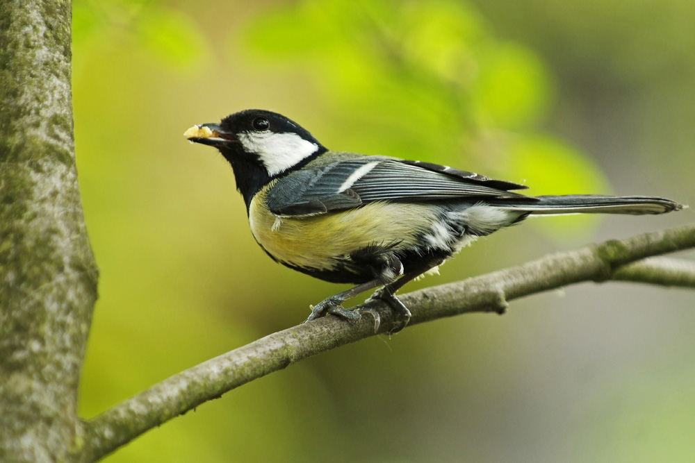 Meise mit Futter (Forum für Naturfotografen)