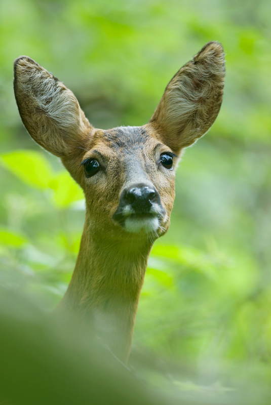 ~Sweet Deer~