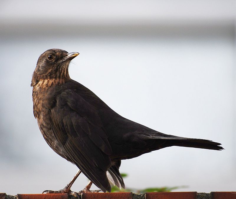 Amsel