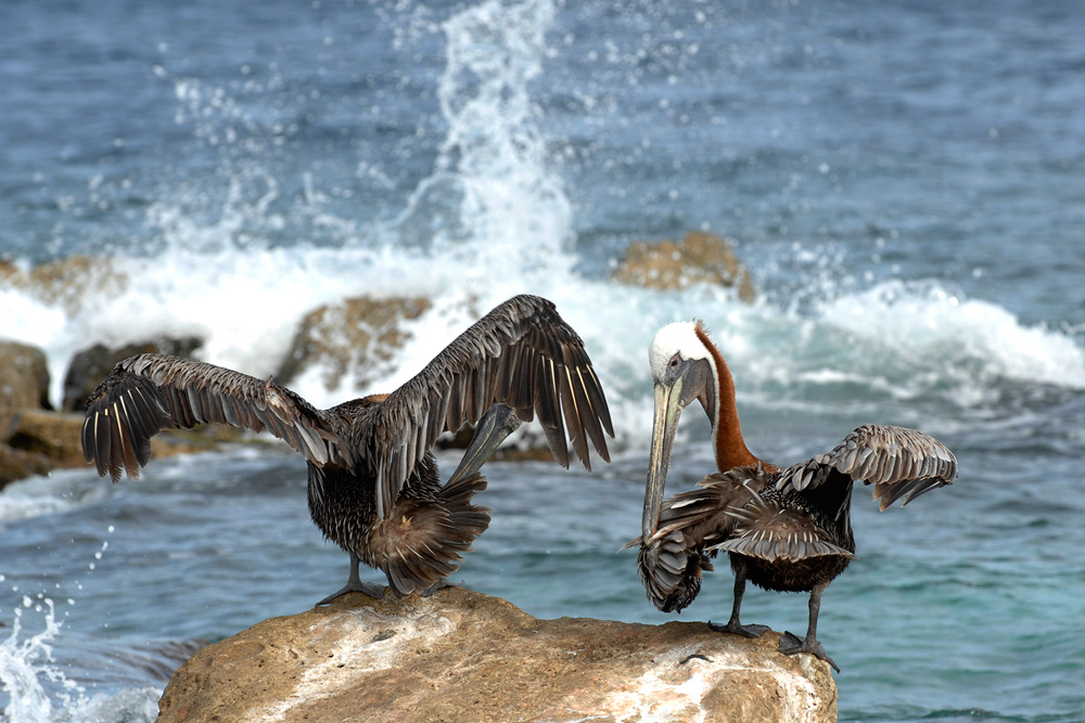 Brauner Pelikan *Pelecanus occidentalis*