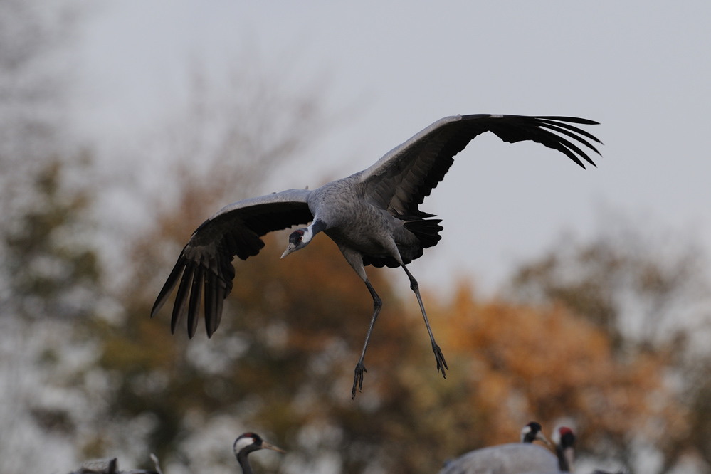 Kranich (grus grus)