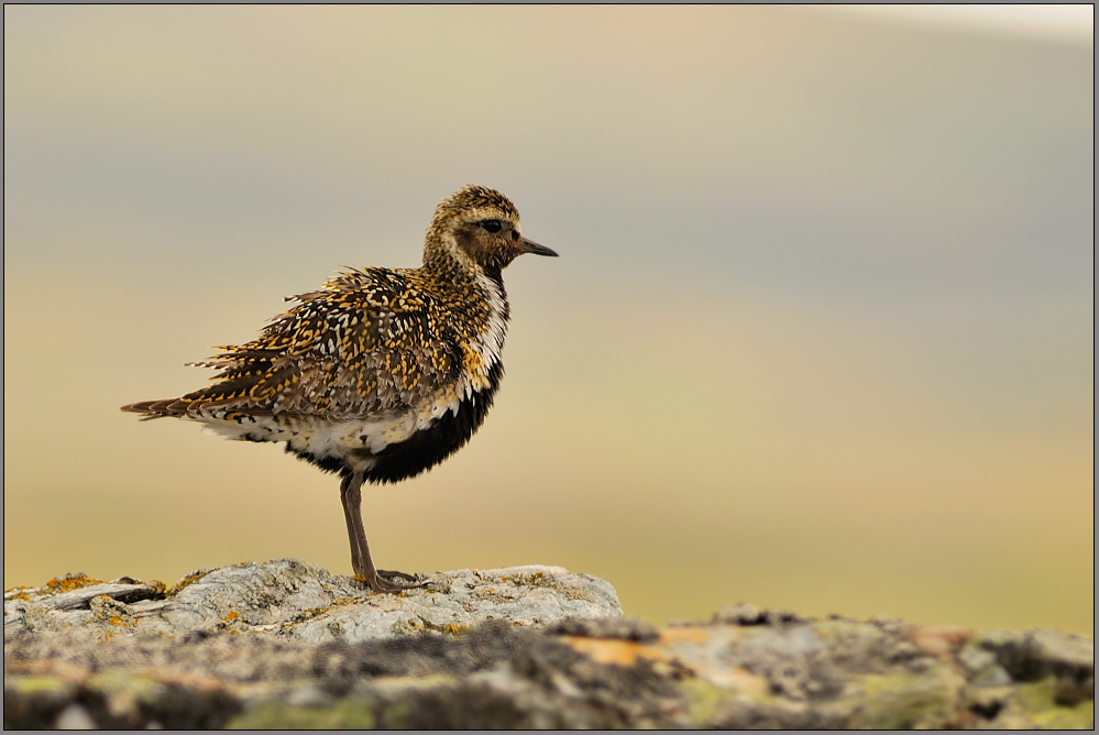 Goldregenpfeifer (Pluvialis apricaria)