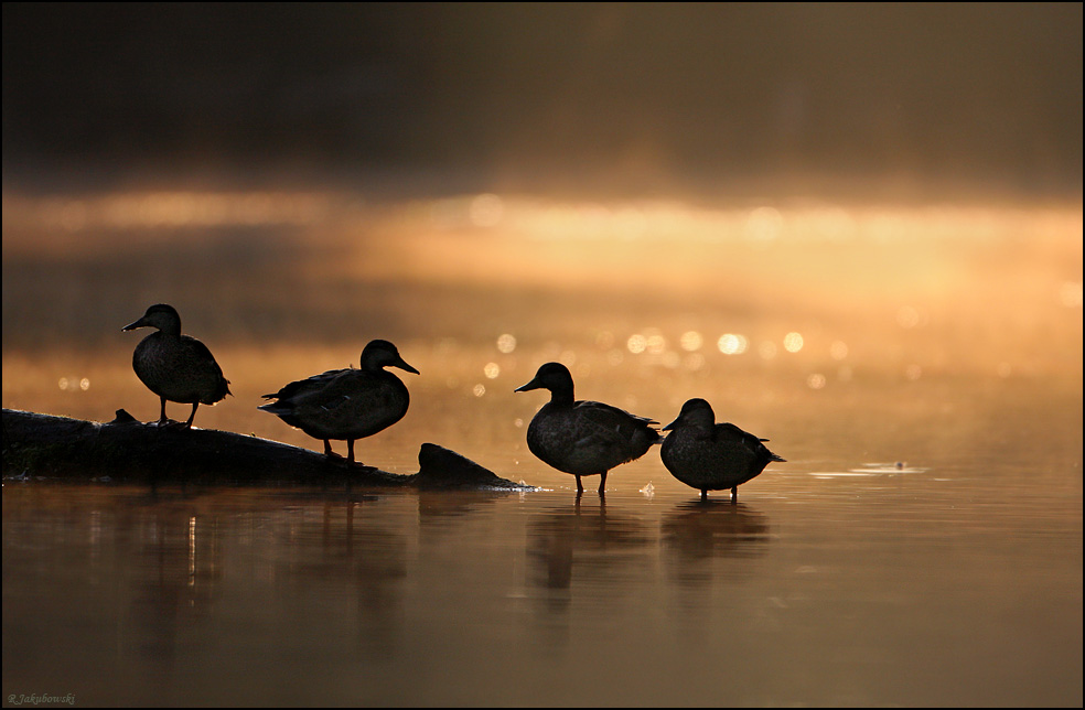 Morgentliche Enten