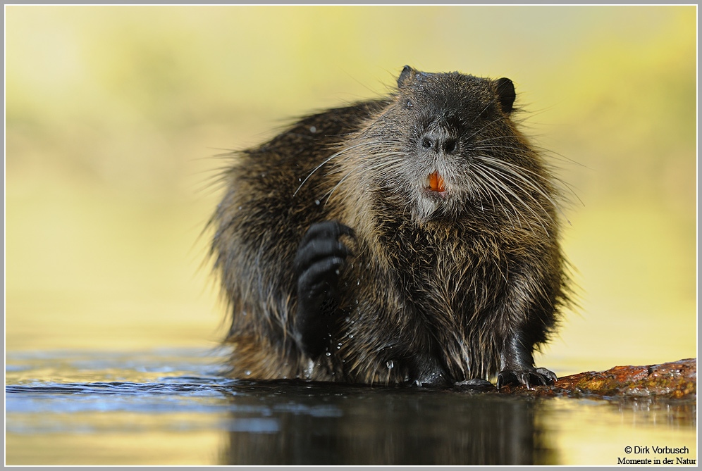 Nutria (Myocastor coypus)